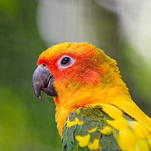 太阳时期情调黄色动物热带鸟类橙子动物群羽毛绿色野生动物图片