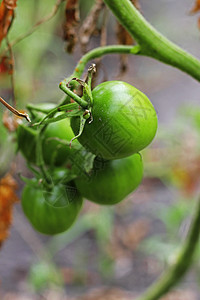 花园里绿番茄的灌木丛树叶农场季节食物植物绿色收成温室圆形衬套图片