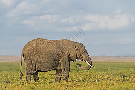 非洲大象动物群奶牛树干草原野生动物荒野大草原女性草食性陆地图片