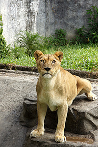 野狮肖像捕食者打猎动物动物园毛皮荒野食肉岩石猫科野生动物图片