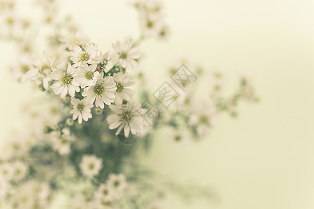 Gypsophila 花花满天星白色季节叶子生长花瓣绿色枝条背景图片