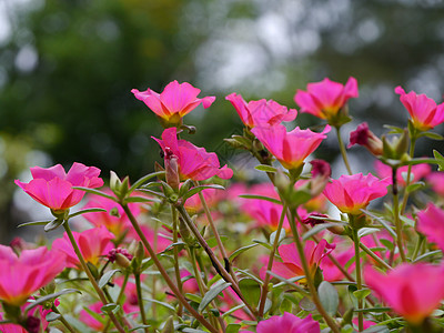 波图拉卡花花花园雌蕊宏观玫瑰苔藓植物学叶子植物群园艺植物图片