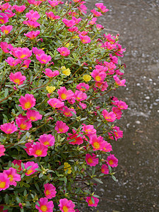 波图拉卡花花植物群植物学宏观花园庆典花瓣生长园艺植物玫瑰图片