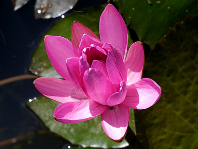 粉红水百合 池塘上含莲花叶情调荷花花园热带植物植物学反射冥想环境装饰品图片