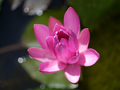 粉红水百合 池塘上含莲花叶荷花花园反射叶子环境装饰品植物学冥想情调异国图片