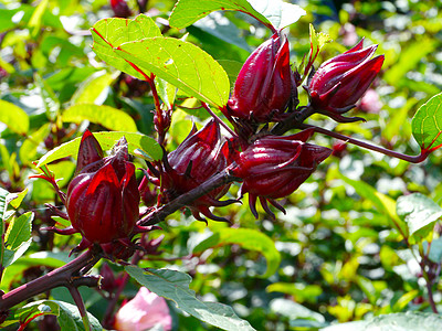 Roselle水果 泰国荒野稻草热带花瓣食物农场果汁草本植物对角线团体图片