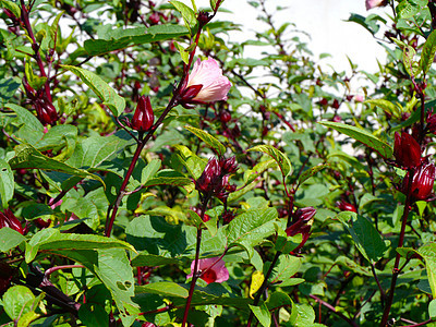 Roselle水果 泰国果汁药品蔬菜叶子热带团体植物场地木槿稻草图片