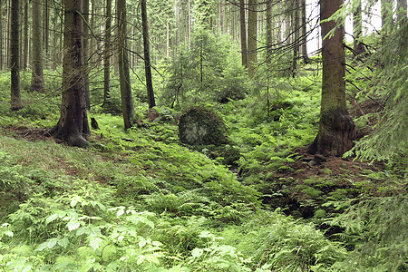 迷幻林森林绿色云杉风景软木架环境蕨类软木针叶林针叶树植被图片