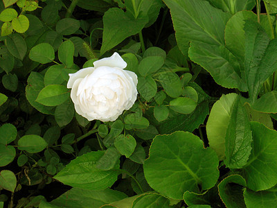 白色玫瑰背景的绿色树叶叶子花瓣植物花朵图片