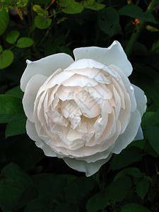 白色玫瑰背景的绿色树叶叶子植物花瓣花朵图片