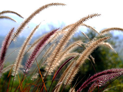 鲜花草公园芦苇墙纸装饰品季节农场植物头发池塘沼泽图片