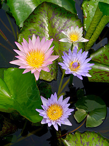 水百合 莲花环境反射叶子荷花情调植物学装饰品百合池塘植物群图片