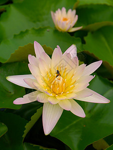 水百合 莲花花园冥想装饰品热带环境异国植物百合反射荷花图片