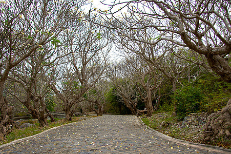 山上的弯曲道路 在老树下旅行蓝色环境松树运输速度路线天空树木旅游图片