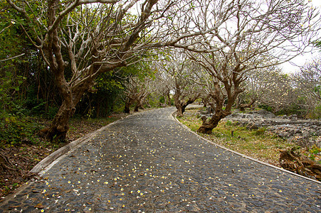 山上的弯曲道路 在老树下蓝色旅行公园风景松树路线假期运输旅游环境图片