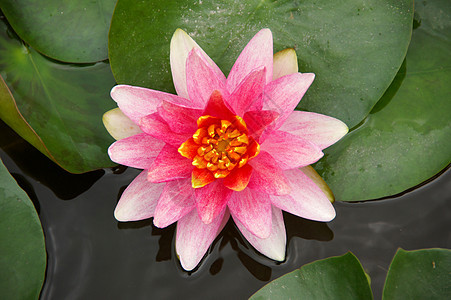 泰国Lotus博物馆的水百合反射情调植物学异国植物植物群热带荷花池塘花瓣图片