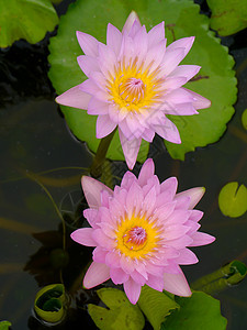 泰国Lotus博物馆的水百合花园植物群反射装饰品异国荷花热带叶子植物学池塘图片