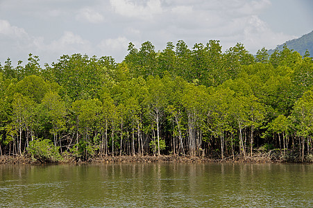泰国红树林热森林热带雨林组织丛林天空植被沼泽热带植物气候海岸线公园木头图片