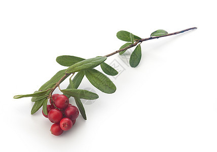 椰莓红色绿色植物群植物浆果树叶图片