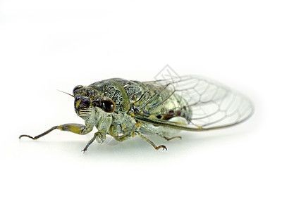 Cicada 孤立在白色背景上图片