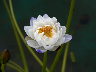 水百合 莲花池塘荷花百合反射植物群情调花园热带异国叶子图片