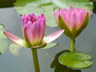 粉水百合 莲花装饰品植物群情调冥想花园叶子植物热带池塘反射图片