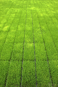用机器种植稻米的苗圃热带农田稻草工人生活国家收成文化命令劳动图片
