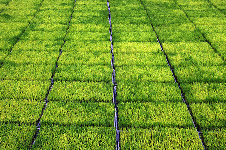 用机器种植稻米的苗圃栽培谷物场地热带农场文化稻田粮食生活劳动图片