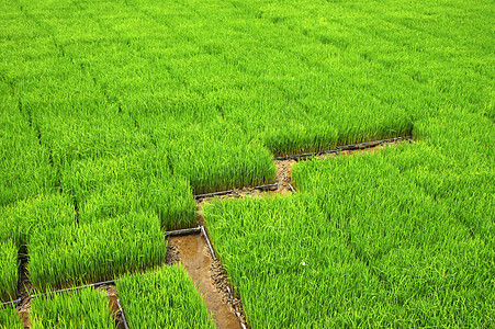 用机器种植稻米的苗圃稻田风景文化工人收成农场植物热带粮食谷物图片