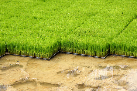 用机器种植稻米的苗圃草地培育场景农村场地农田生长风景农民生活图片