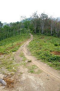 穿过夏季森林的通道国家小路日出荒野环境木头途径远足阳光林地图片