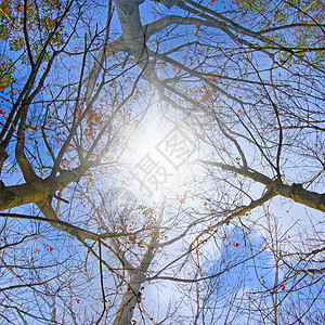 月光带天空的树枝沥青旅游蓝色场地风景森林旅行环境公园树木背景图片