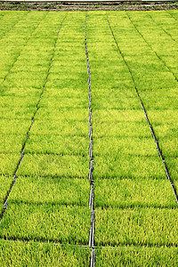 用机器种植稻米的苗圃农村国家稻田栽培传统食物农民农场热带培育图片