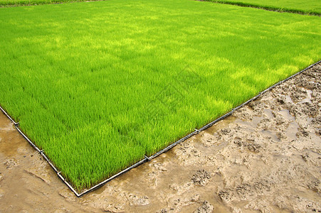 用机器种植稻米的苗圃农民风景植物农场热带工人农田食物栽培稻田图片