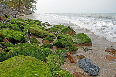 海边岩石上的绿藻类藤壶高架生长团体植物沿海海洋风景海水苔藓图片