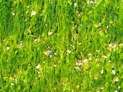 海边岩石上的绿藻类风景植物群海岸线植物海景苔藓浮游石头环境海藻图片