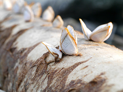 木板上的鹅绒谷仓蛀虫团体木材石头贝类海洋海岸潮汐甲壳藤壶图片