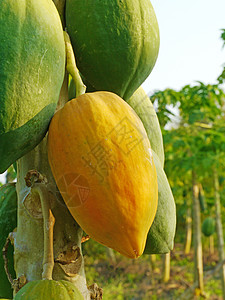 树上的红木瓜农场营养情调叶子美食果汁维生素热带收成食物图片