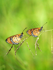 两只蝴蝶在草地上季节花园植物群身体阳光园艺动物群紫色花瓣树叶图片