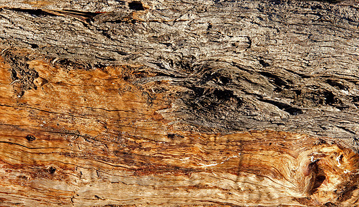 具有自然花纹的木材纹理地面橡木控制板风格粮食硬木木板材料木头宏观图片