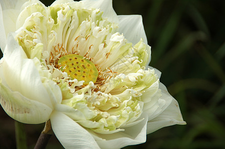 白水百合 莲花花园异国植物群植物学池塘花瓣反射装饰品冥想植物图片