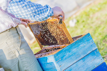 检查储养人工间蜂蜡蜜蜂昆虫花粉职业养蜂人框架盒子生产蜂巢图片