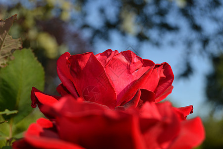 大红玫瑰植物花瓣绿色红色植物群背景图片