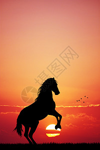 日落时马匹土地国家牧场哺乳动物乡村旅行骑术骑士动物插图图片
