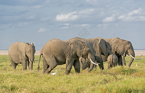 安博塞利国家公园大象少年草原动物群小腿奶牛陆地女性动物厚皮草食性图片