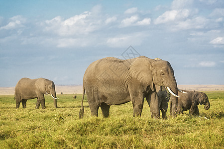 牧场上的非洲大象图片