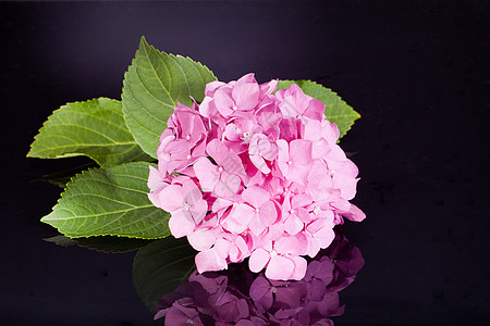 黑色背景的单粉色时数绣球花宏观花园生长植物群植物风格装饰园艺温室图片