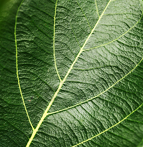 绿叶叶生态静脉生物学森林绿色植物季节活力气候生活植物图片