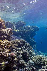 热带海底有巨大硬珊瑚的珊瑚礁和热带海底荒野蓝色娱乐水族馆海上生活野生动物海洋生物潜水海洋海景图片