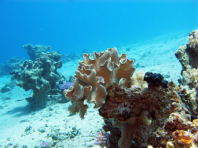 热带海底有大软珊瑚的大珊瑚礁的珊瑚礁海床水族馆海上生活浮潜荒野潜水娱乐气泡野生动物阳光图片